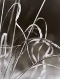 Peter Keetman, Herbstliches Gras