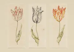 Anthony Claesz II, Tulpen, Aquarell auf Papier