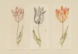 Anthony Claesz II, Tulpen, Aquarell auf Papier