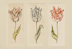 Anthony Claesz II, Tulpen, Aquarell auf Papier