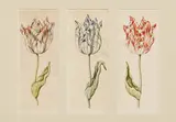 Anthony Claesz II, Tulpen, Aquarell auf Papier