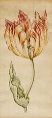Anthony Claesz II, Tulpenblüte, Aquarell auf Papier