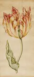 Anthony Claesz II, Tulpenblüte, Aquarell auf Papier