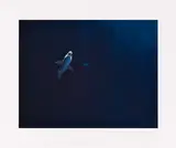 Taryn Simon, Great White Shark in Captivity Million-Gallon Outer Bay, Monterey Bay Aquarium, Monterey, Califonia, 2007, C-Print
