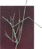 Parker Ito, Untitled, 2022, bronze cast of dead branch and UV reactive dye on jute