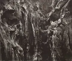 Thomas Lumley, Oak Study, 2021, charcoal on paper