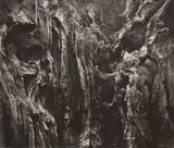 Thomas Lumley, Oak Study, 2021, charcoal on paper