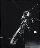 Tomoo Gokita, A Critical Dance, 2009, acrylic gouache on linen