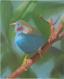 Ann Craven, Baby Cordon Bleu