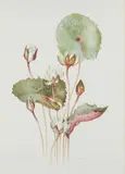 Margaret Mee, Untitled, PYMPHAEA RUDGEANA, pencil signed reproduction print