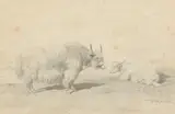 Rosa Bonheur, Scottish Cattle