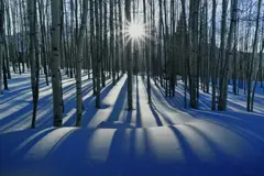 Peter Lik, Sunlit Birches, Color photograph
