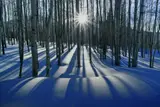 Peter Lik, Sunlit Birches