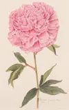 Pamela Glasscock, PALE PINK PEONY and PINK PEONY: TWO WORKS, each signed and dated 1997 lower right, Watercolor