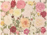 Pamela Glasscock, Roses, Watercolor