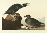 John James Audubon, Black Or Surf Duck, Hand-colored engraving