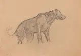 Study of Golden Retriever by Allyn Cox, STUDY OF GOLDEN RETRIEVER, charcoal on paper, offered Apr 2015