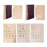 J. González Hidalgo, Obras malacológicas (Parte 1 y Parte 2). [Malacological works, 2 volumes]