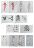 Buen Calubayan, Anatomy
(Series of 12 drawings)
a) Muscular System I
b) Muscular System II
c) Skeletal System Frontal View
d) Skeletal System Rear View
e) Cranium Bone
f) Thoracic Cage I
g) Eye drawings
h) Thoracic Cage II
i) Skeleton Upper Extremity
j) Skeleton Lower Extremity
k) Facial Features
l) Infant Sketches, graphite on paper