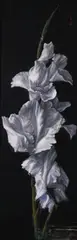 Gig de Pio, Glorious Gladiola, acrylic on canvas