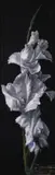 Gig de Pio, Glorious Gladiola, acrylic on canvas