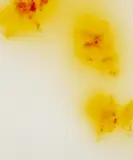 Wolfgang Tillmans, "Blushes #105"