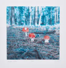 Carsten Höller, Pilze, 2004, Photogravure