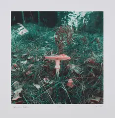Carsten Höller, Pilze, 2004, Photogravure