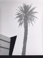 Jan Paul Evers, Palme und Agenten, 2018, Gelatinesilberabzug
