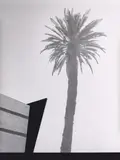 Jan Paul Evers, Palme und Agenten, 2018, Gelatinesilberabzug