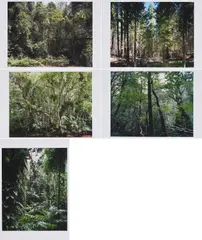 Paradies by Thomas Struth, 2004, Mappe mit 6 pigmentierten Tintenstrahldrucken auf Karton, sold Nov 2021