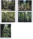 Thomas Struth, Paradies, 2004, Mappe mit 6 pigmentierten Tintenstrahldrucken auf Karton