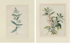 Auktion 479, Los 7 by Georg Dionysius Ehret, Jeweils: Gouache auf Pergament, sold Jan 2022