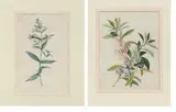 Georg Dionysius Ehret, Auktion 479, Los 7, Jeweils: Gouache auf Pergament