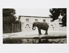Zoologischer Garten, Köln by Candida Höfer, 1991, Gelatinesilberabzug auf Agfa-Papier, sold Nov 2021