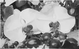 Marc Quinn, Mirror 2