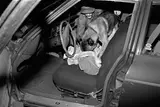 Border patrol dog inspecting car, Laredo, Texas, May 14 by Laura Wilson, 1994, Gelatin silver print, offered Feb 2017