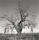 Laura Wilson, Mesquite Tree with Coyotes, Lambshead Ranch, Albany, Texas, January 9, 1988, Archival pigment print