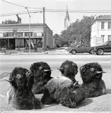 Laura Wilson, Buffalo, Fredericksburg, Texas, May 5, 1996, Archival pigment print