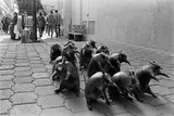 Laura Wilson, Armadillos, Nogales, Mexico, February 13