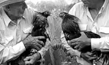 Laura Wilson, Men Holding Fighting Cocks, Webb County, Texas, May 12