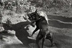 Laura Wilson, Pit Bull Dogs Fighting, Cotulla, Texas, May 13, 1994, Gelatin silver print