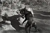 Laura Wilson, Pit Bull Dogs Fighting, Cotulla, Texas, May 13, 1994, Gelatin silver print