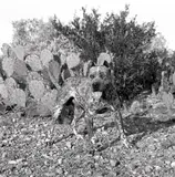 Laura Wilson, Pit Bull Dog, Cotulla, Texas, May 13, 1994, Gelatin silver print