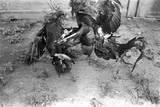Laura Wilson, Fighting Cocks, Webb County, Texas, May 12