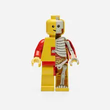 Jason Freeny, LEGO Man Dissected (2)