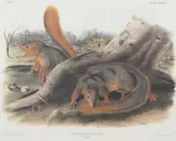 John James Audubon, Say's Squirrel, Lithograph with hand-coloring by J.T