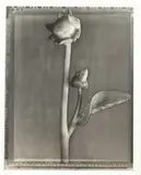 Tom Baril, Dahlia Buds, Gelatin silver print