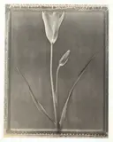 Tom Baril, Miniature Tulip, Gelatin silver print