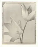 Tom Baril, Solarized Tulips, Gelatin silver print